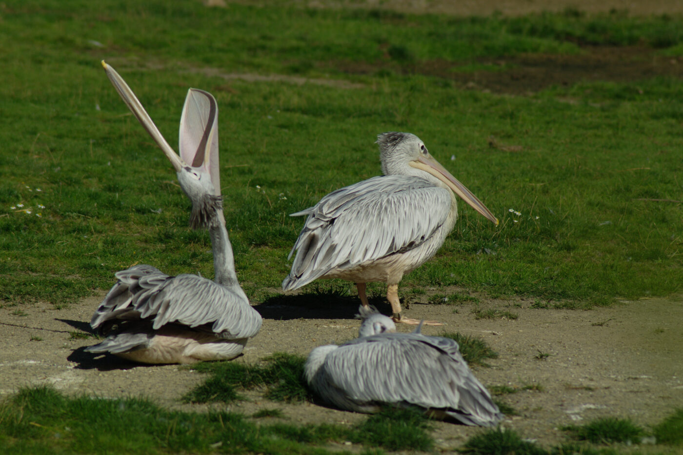 2016-08-17 - Zoo Osnabrück