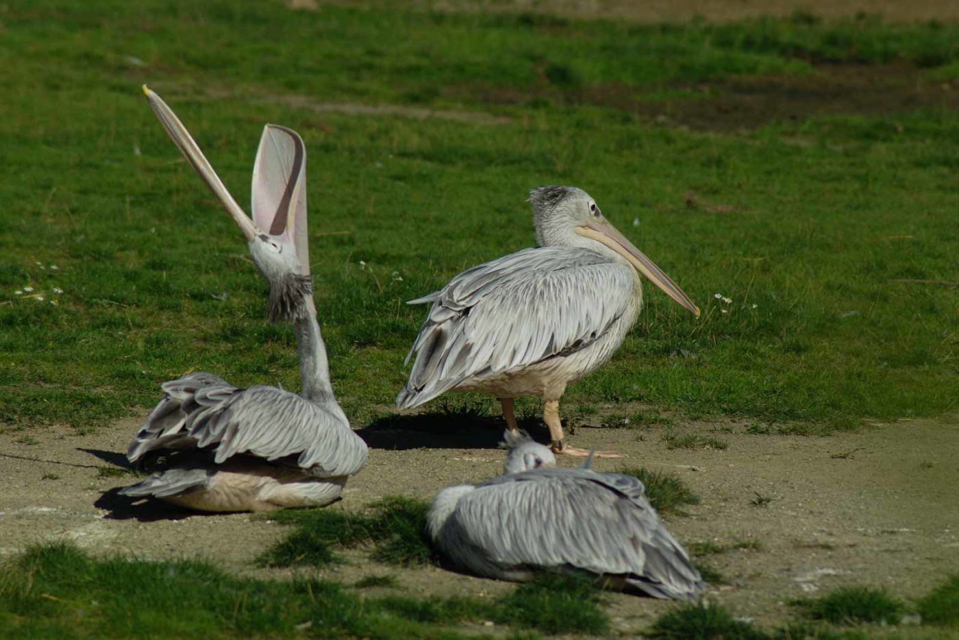 2016-08-17 - Zoo Osnabrück
