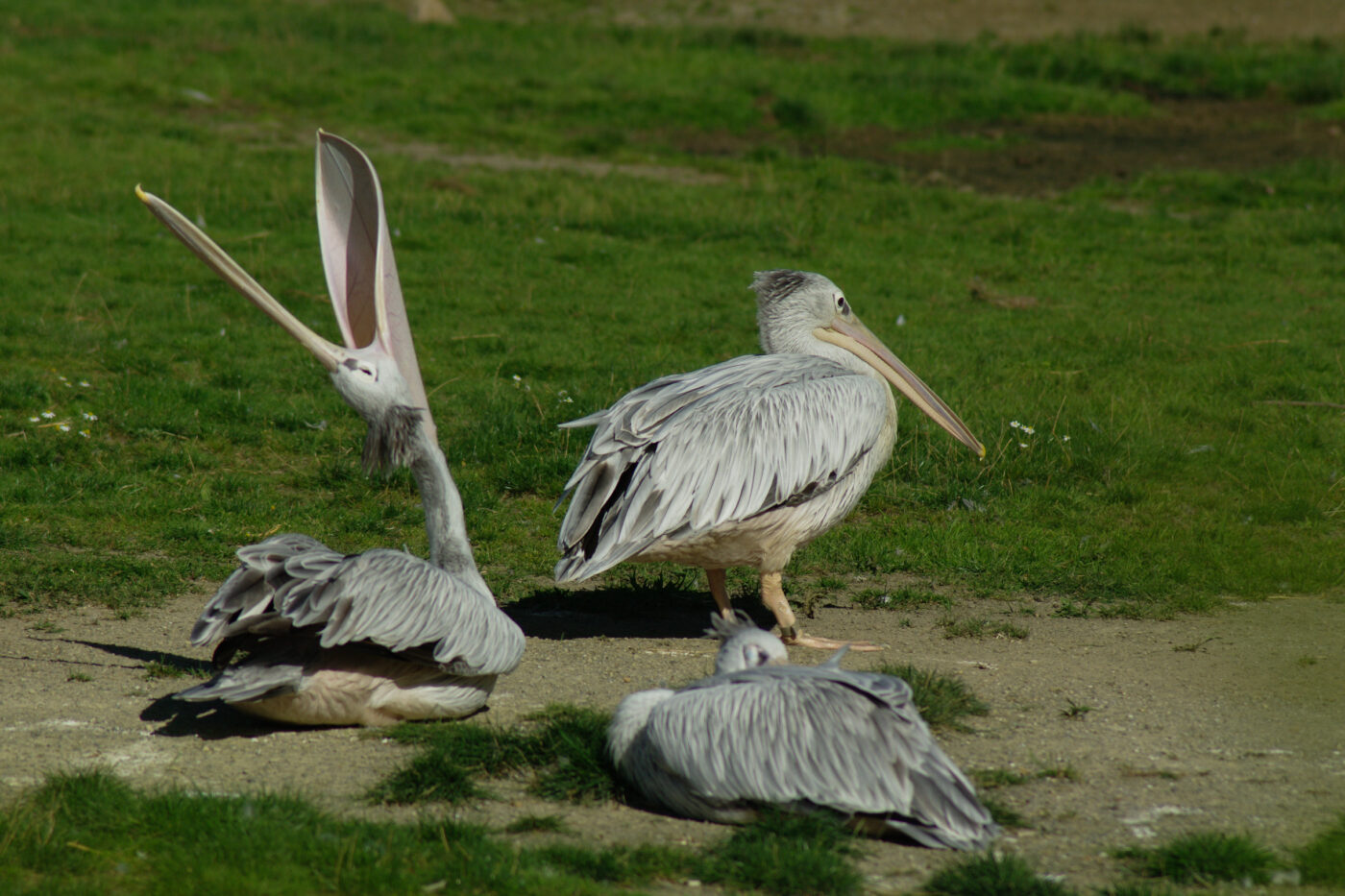 2016-08-17 - Zoo Osnabrück