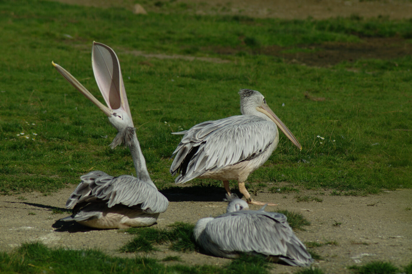 2016-08-17 - Zoo Osnabrück