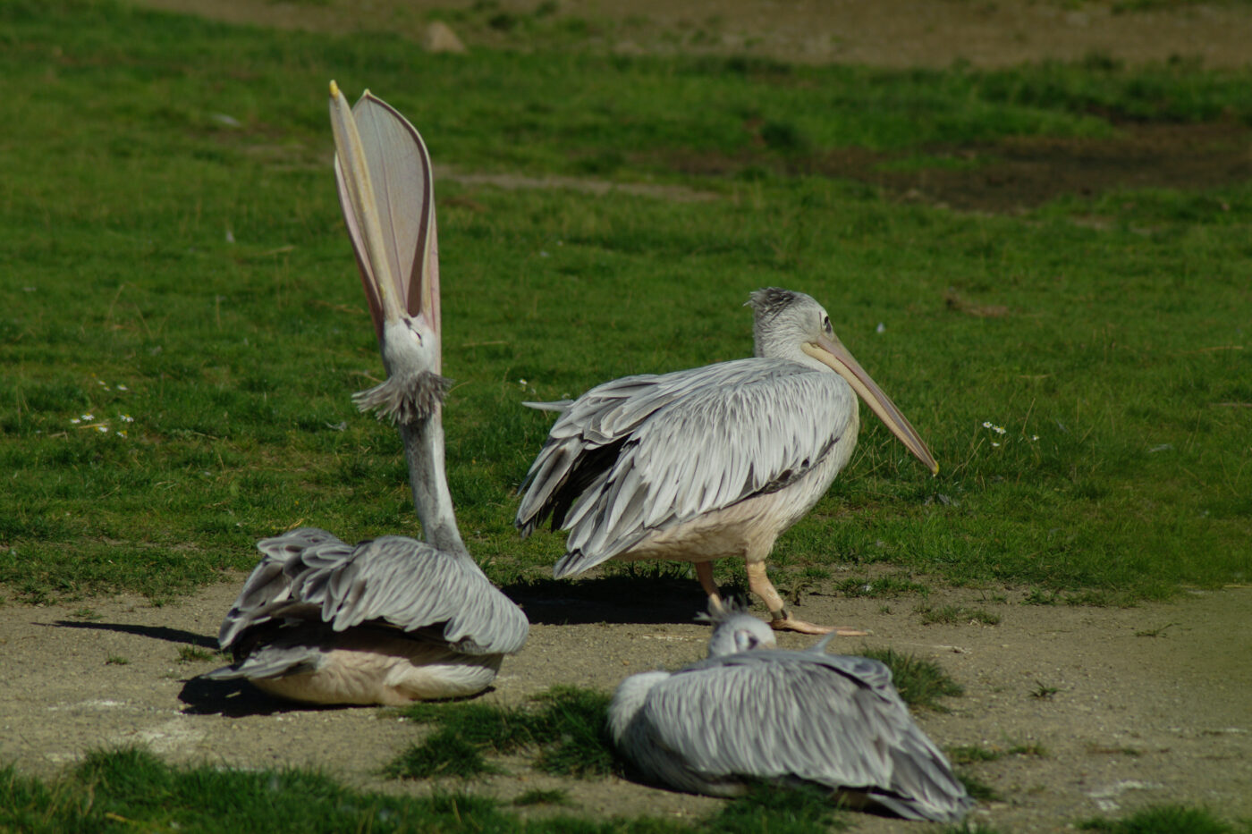 2016-08-17 - Zoo Osnabrück