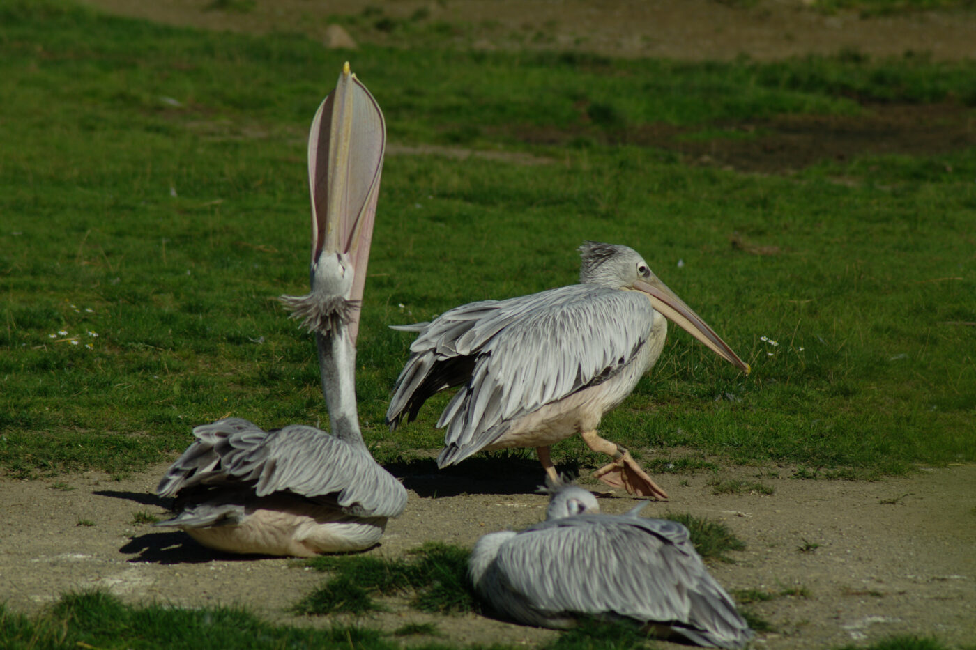 2016-08-17 - Zoo Osnabrück