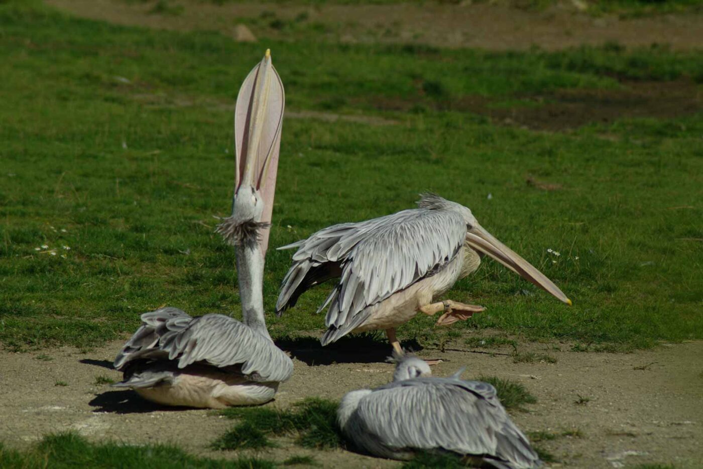 2016-08-17 - Zoo Osnabrück