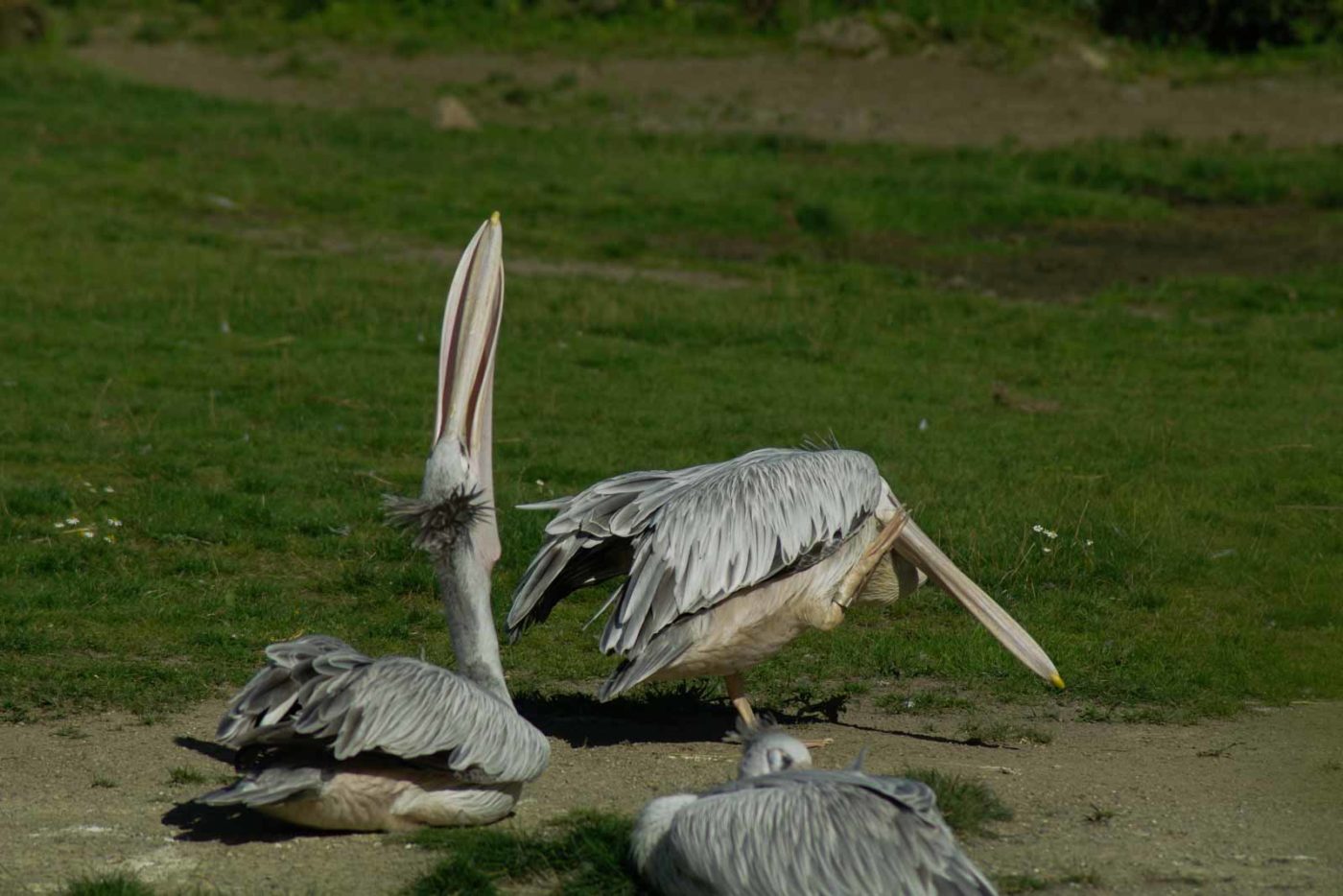 2016-08-17 - Zoo Osnabrück