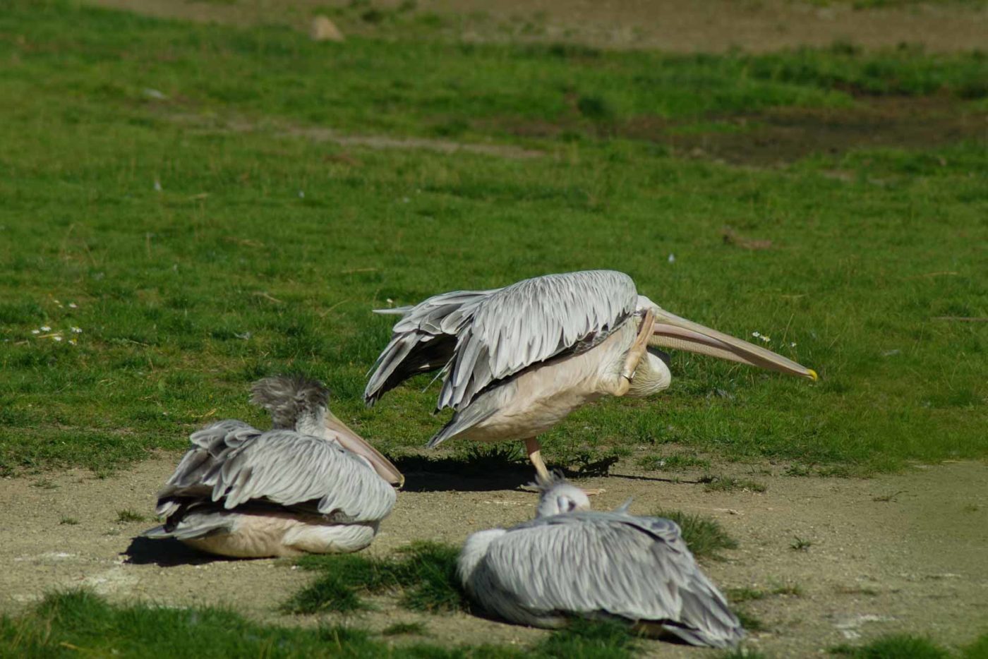 2016-08-17 - Zoo Osnabrück