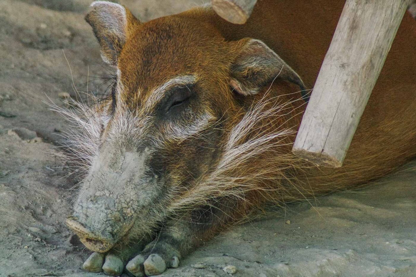 2016-08-17 - Zoo Osnabrück