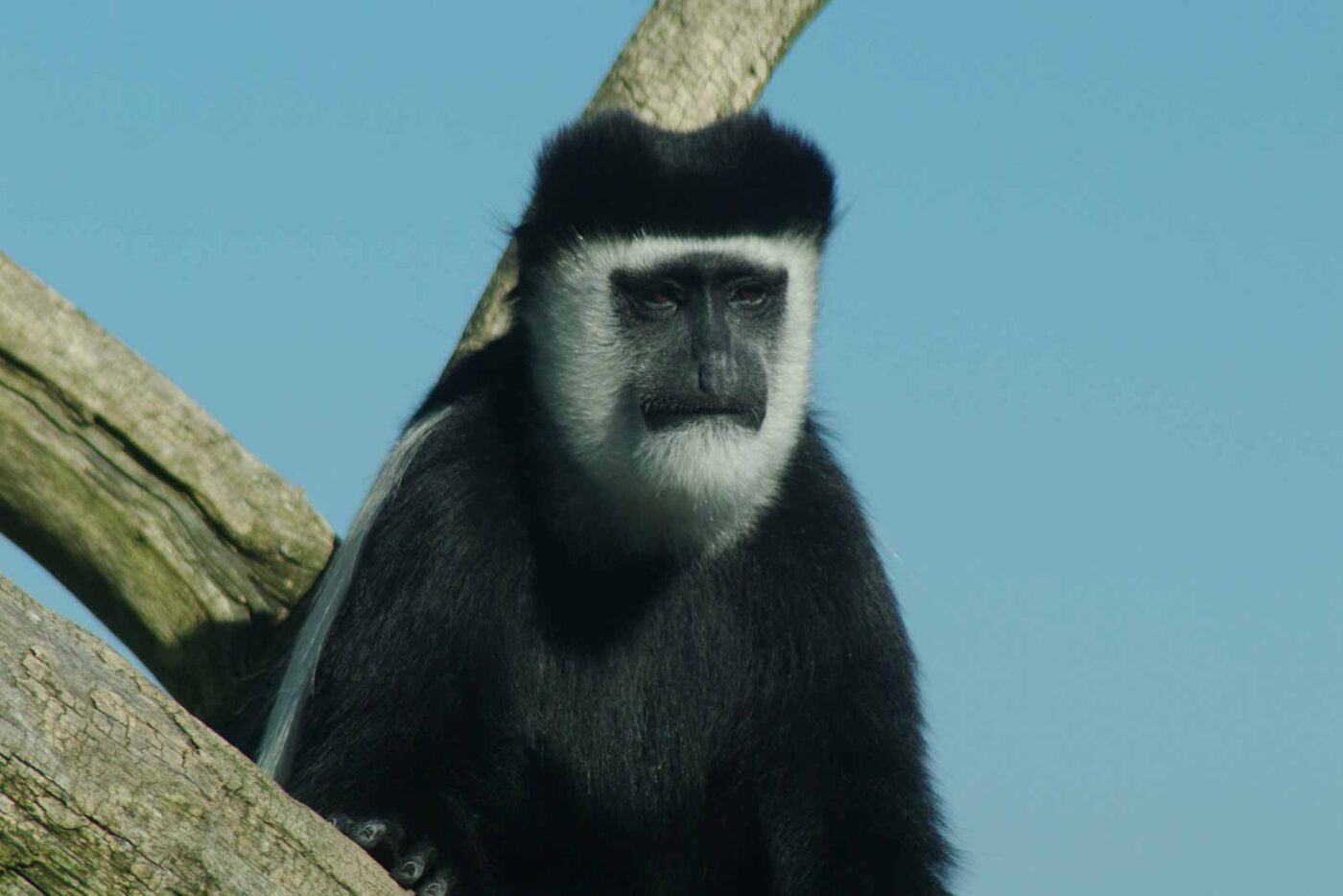 2016-08-17 - Zoo Osnabrück