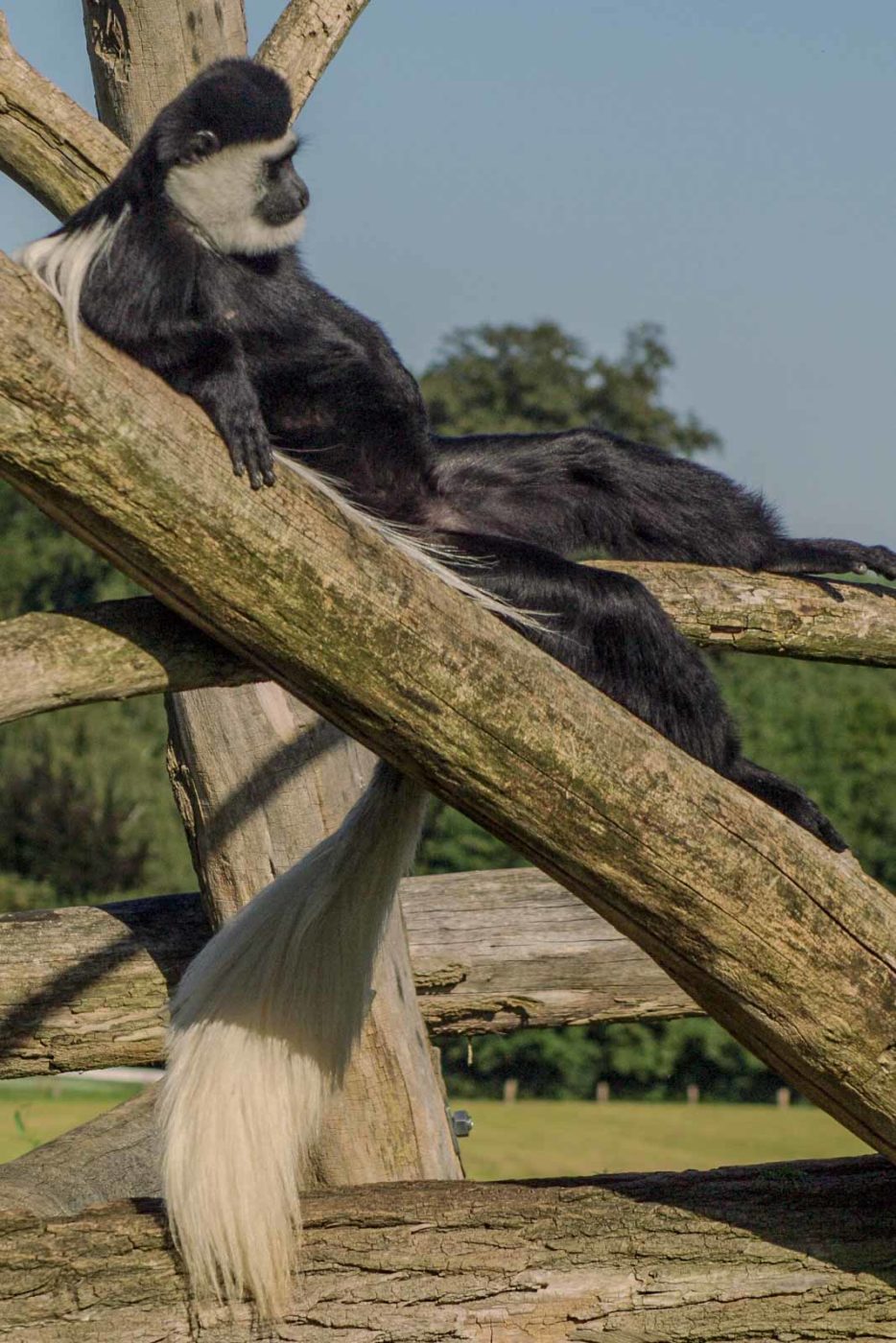 2016-08-17 - Zoo Osnabrück