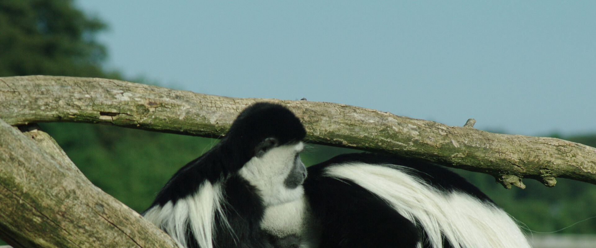 °2016-08-17 – Zoo Osnabrück – Mantelaffen ganz privat°