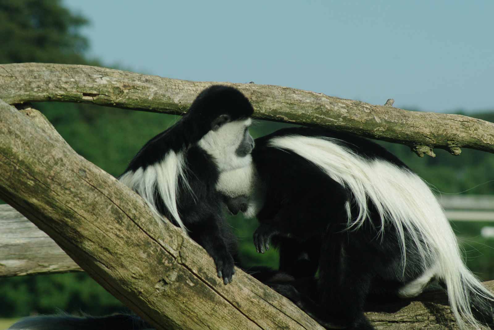 °2016-08-17 – Zoo Osnabrück – Mantelaffen ganz privat°