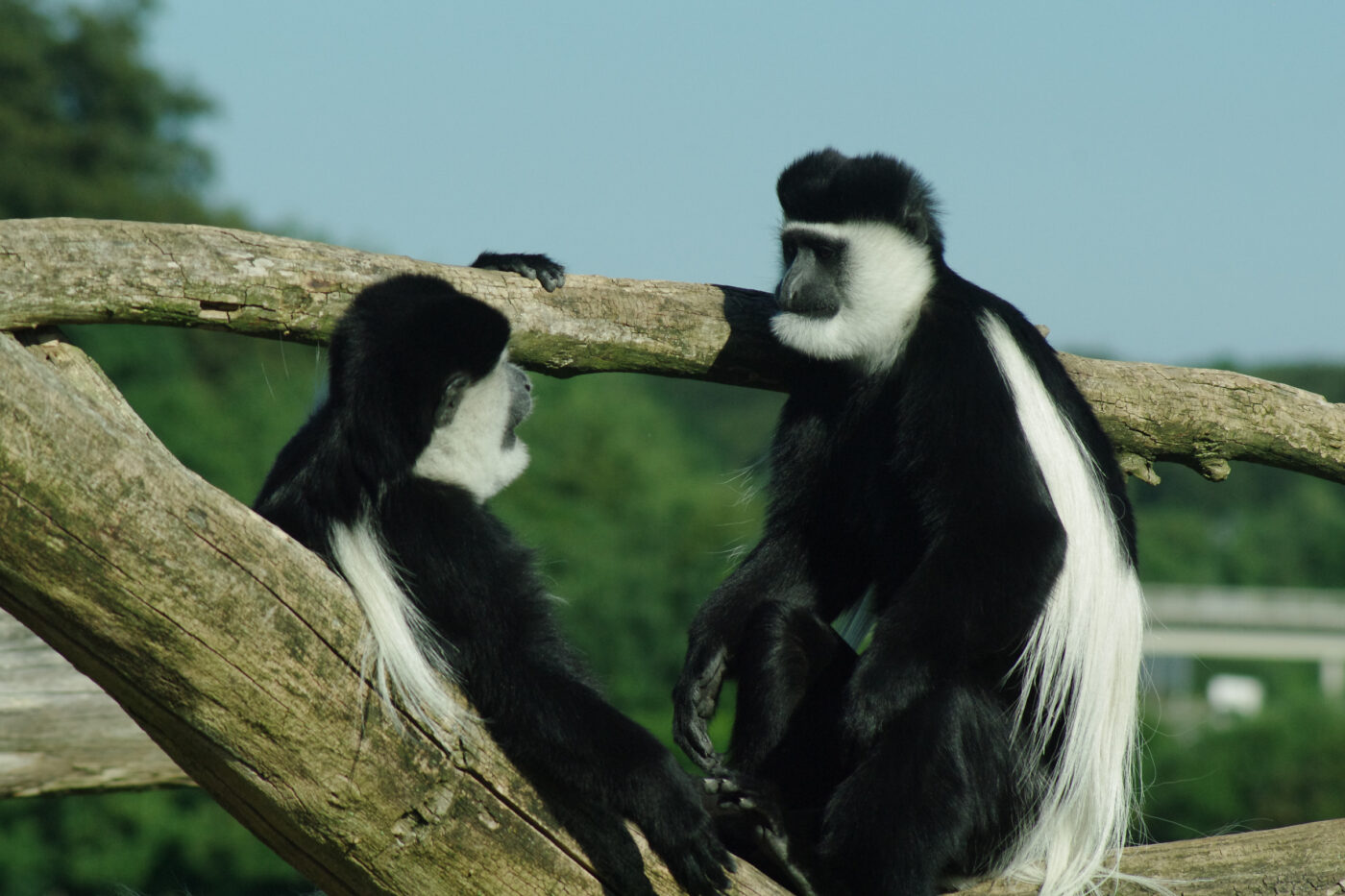 2016-08-17 - Zoo Osnabrück