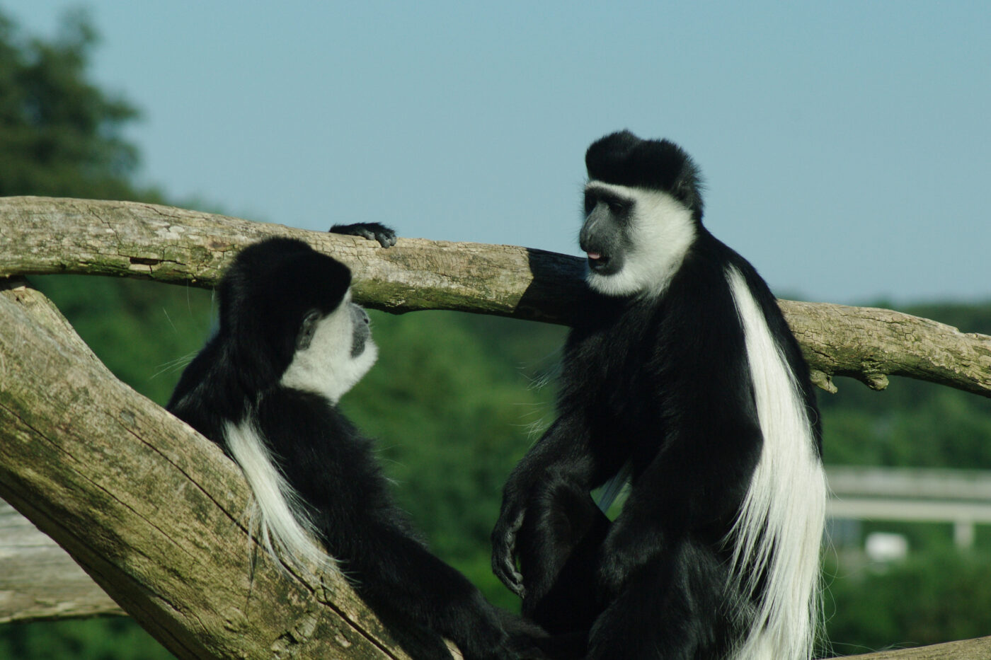 2016-08-17 - Zoo Osnabrück
