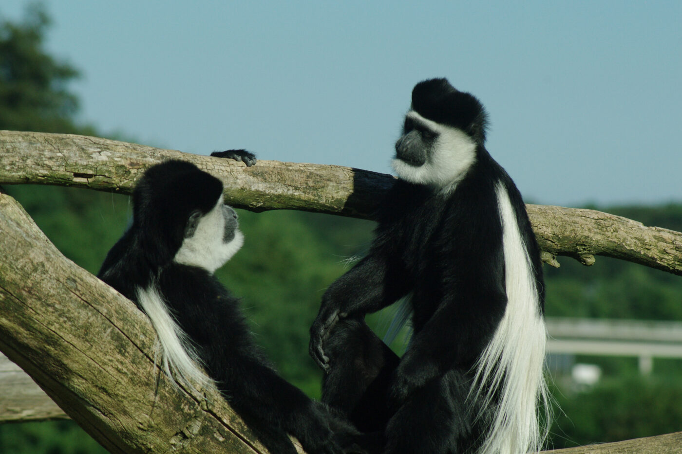 2016-08-17 - Zoo Osnabrück