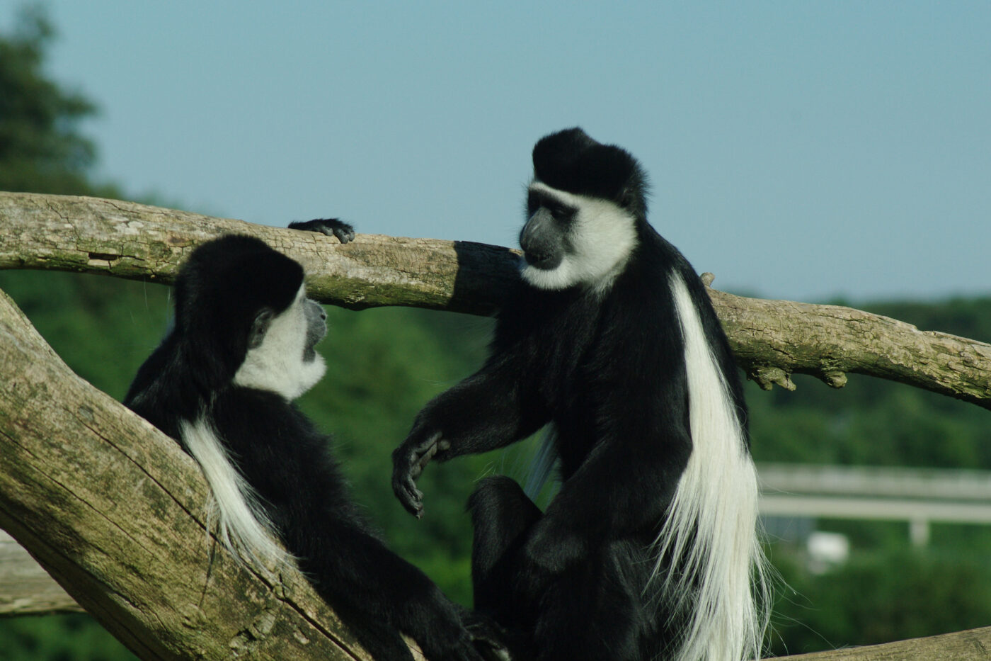 2016-08-17 - Zoo Osnabrück
