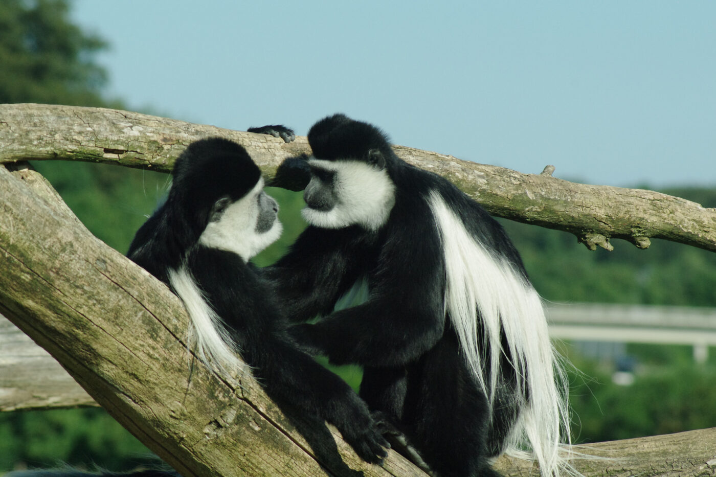 2016-08-17 - Zoo Osnabrück
