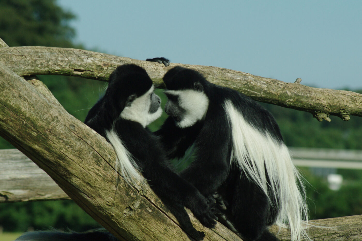 2016-08-17 - Zoo Osnabrück