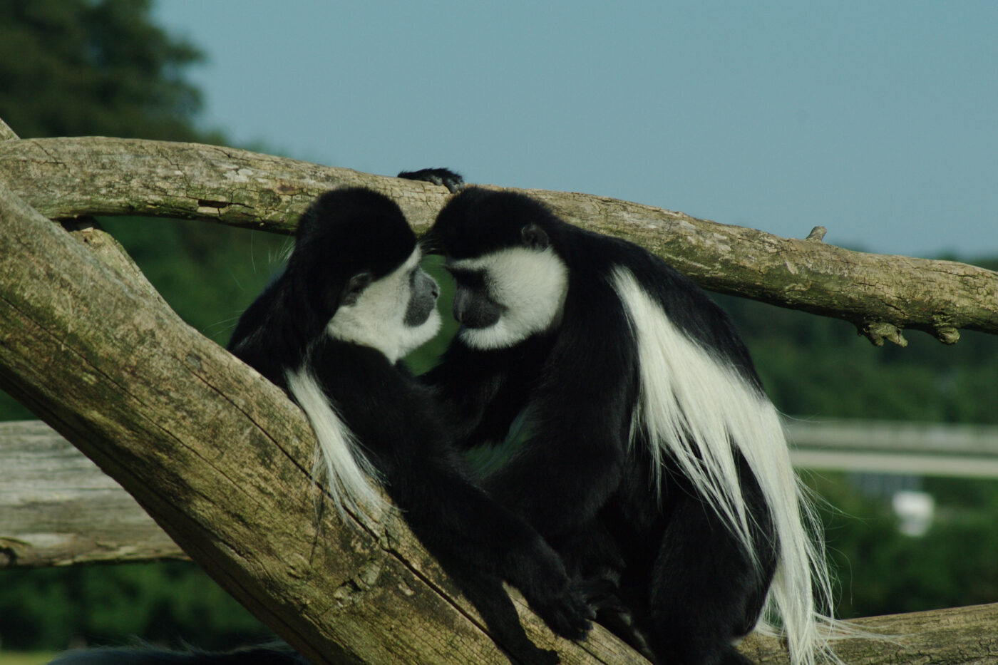 2016-08-17 - Zoo Osnabrück