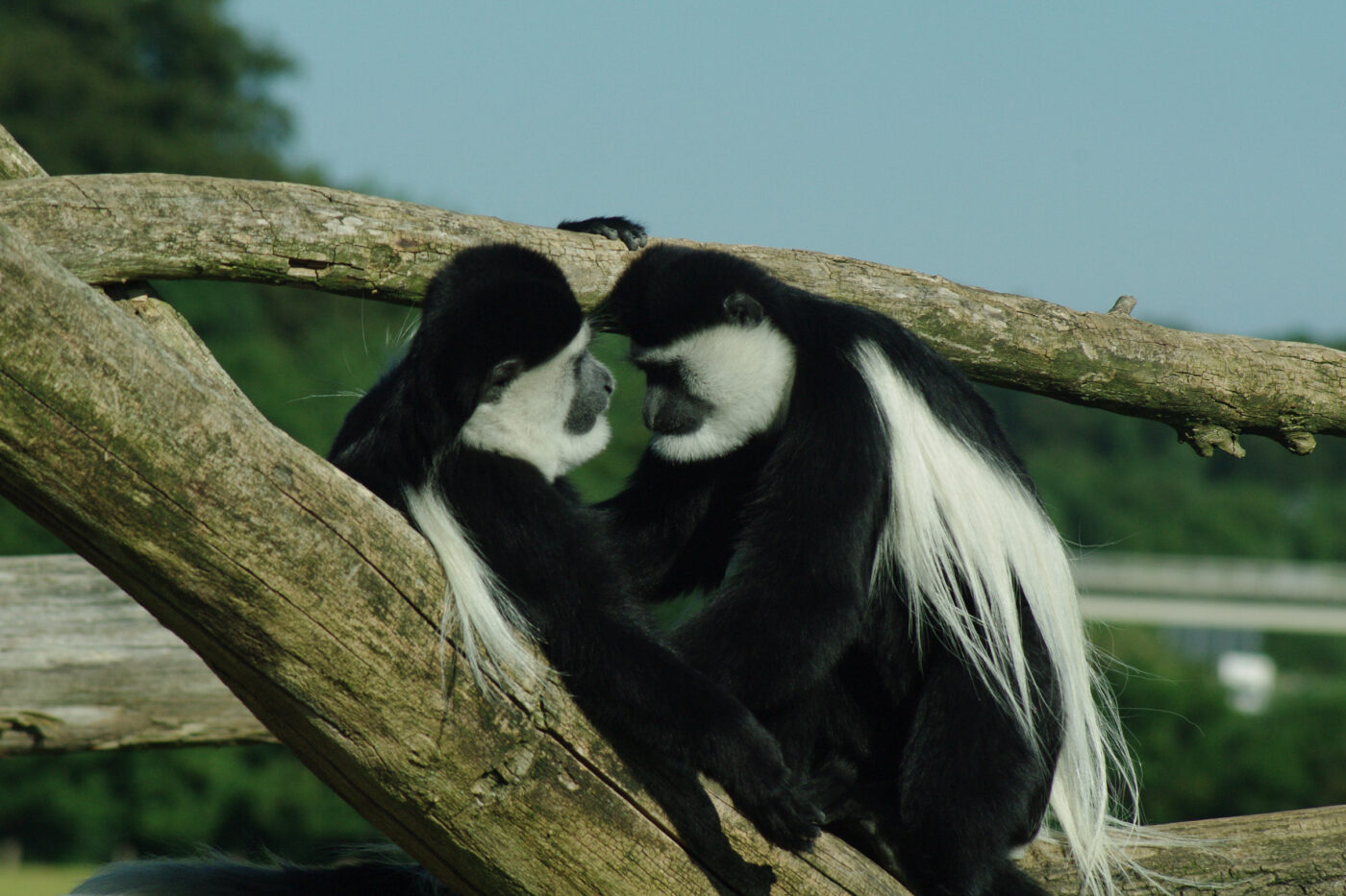 2016-08-17 - Zoo Osnabrück