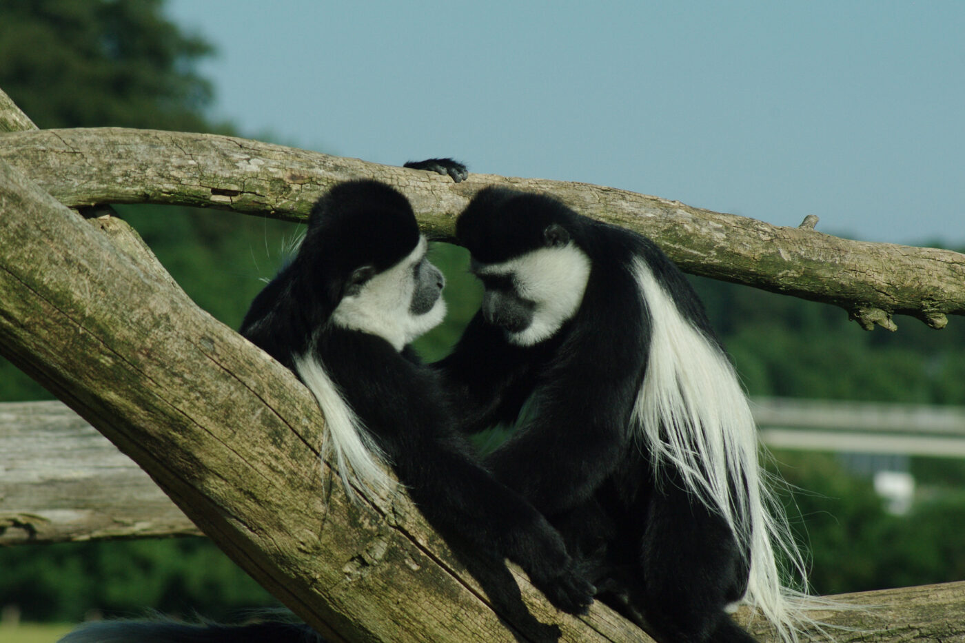 2016-08-17 - Zoo Osnabrück