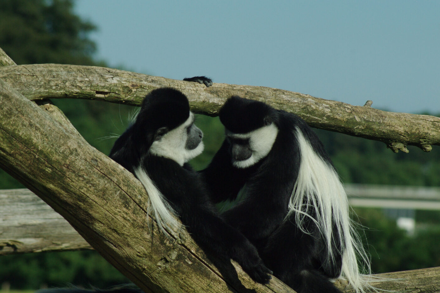 2016-08-17 - Zoo Osnabrück