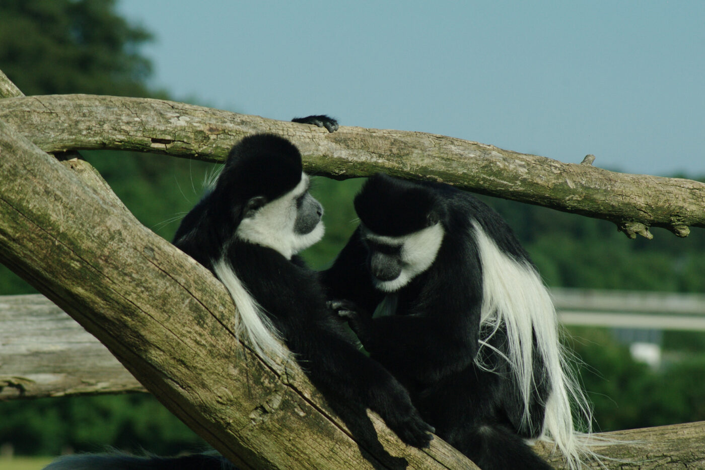 2016-08-17 - Zoo Osnabrück