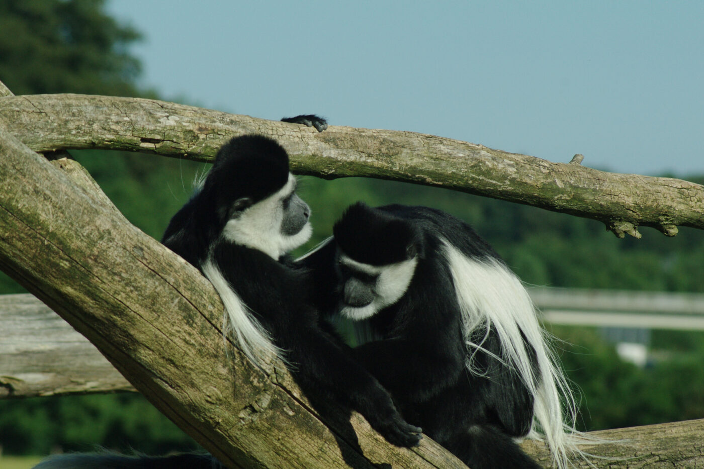 2016-08-17 - Zoo Osnabrück