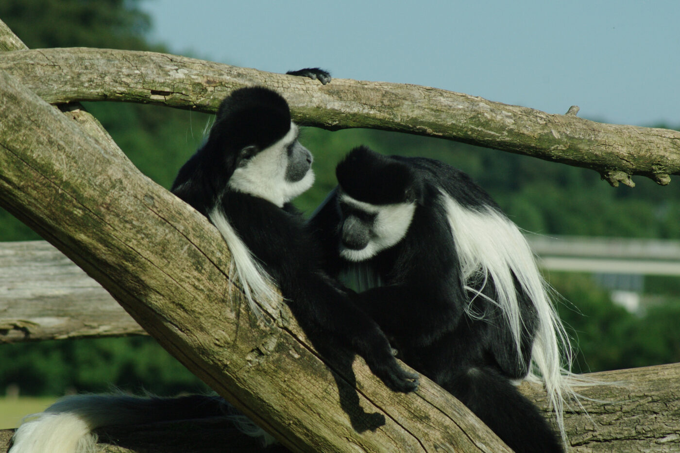 2016-08-17 - Zoo Osnabrück