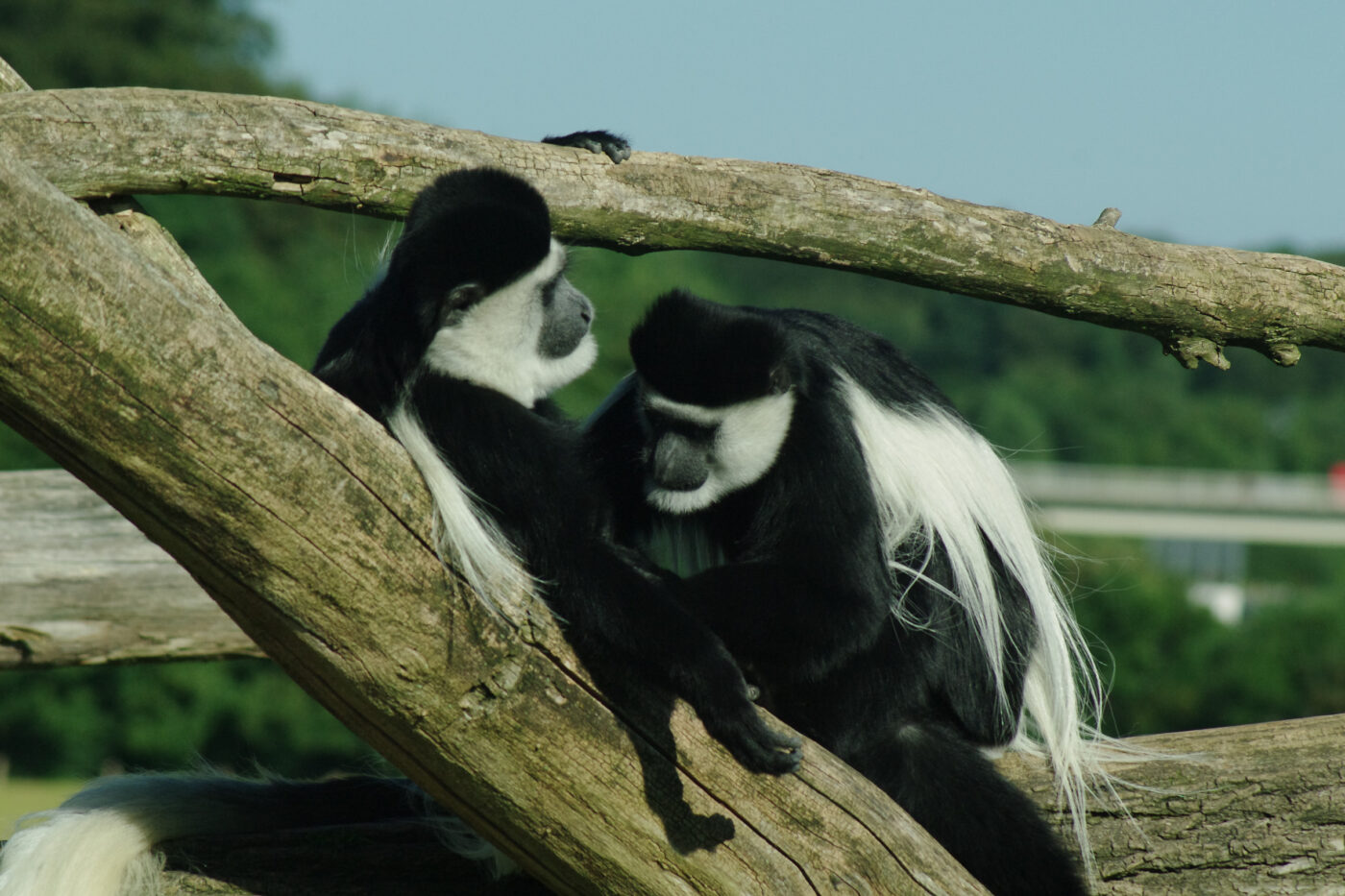 2016-08-17 - Zoo Osnabrück