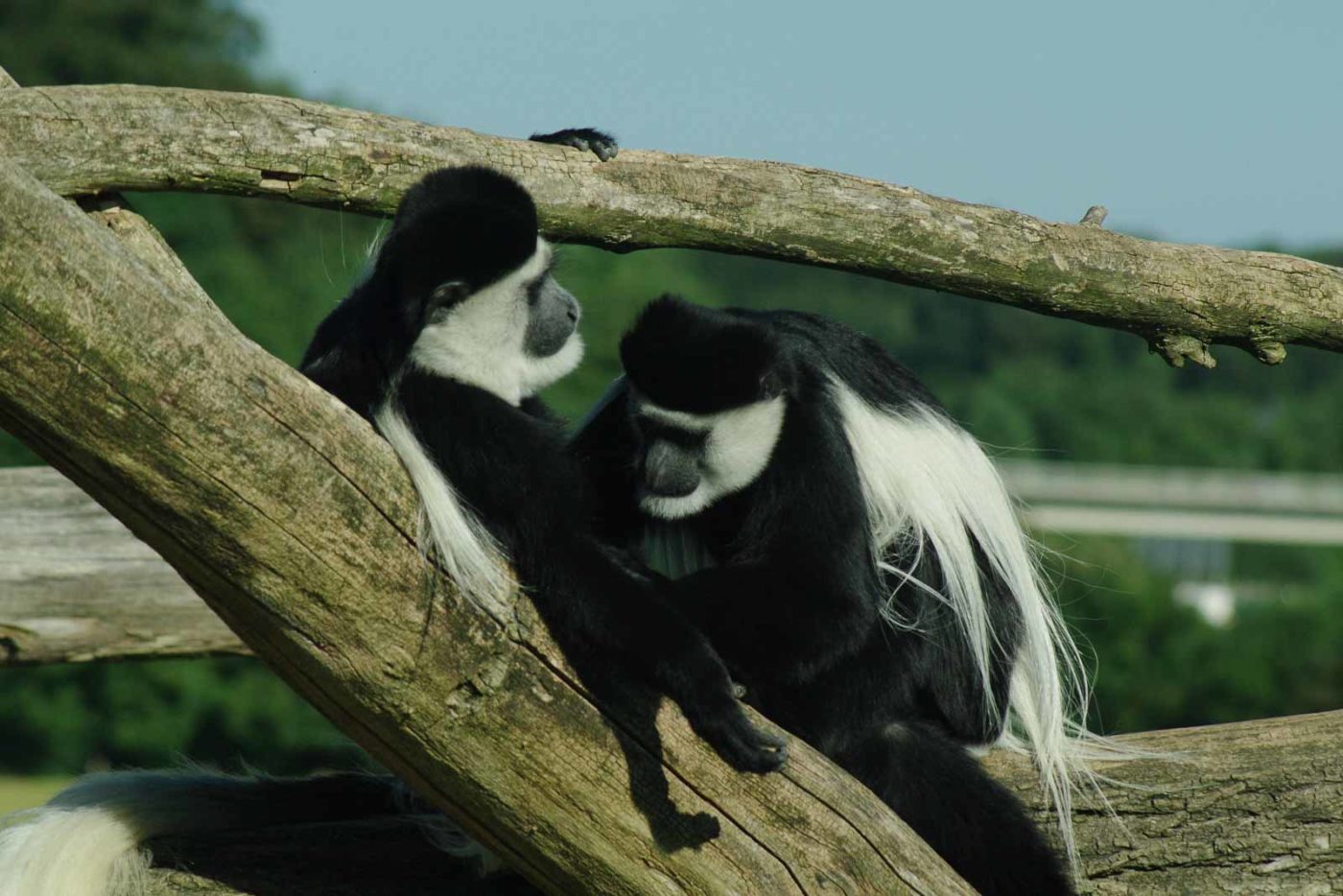 2016-08-17 - Zoo Osnabrück