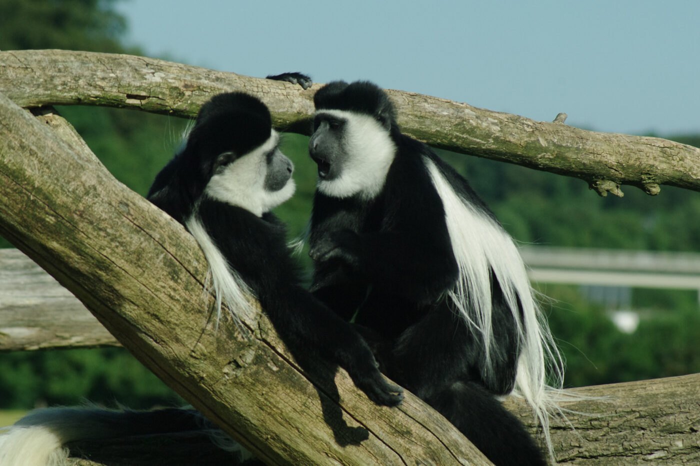 2016-08-17 - Zoo Osnabrück