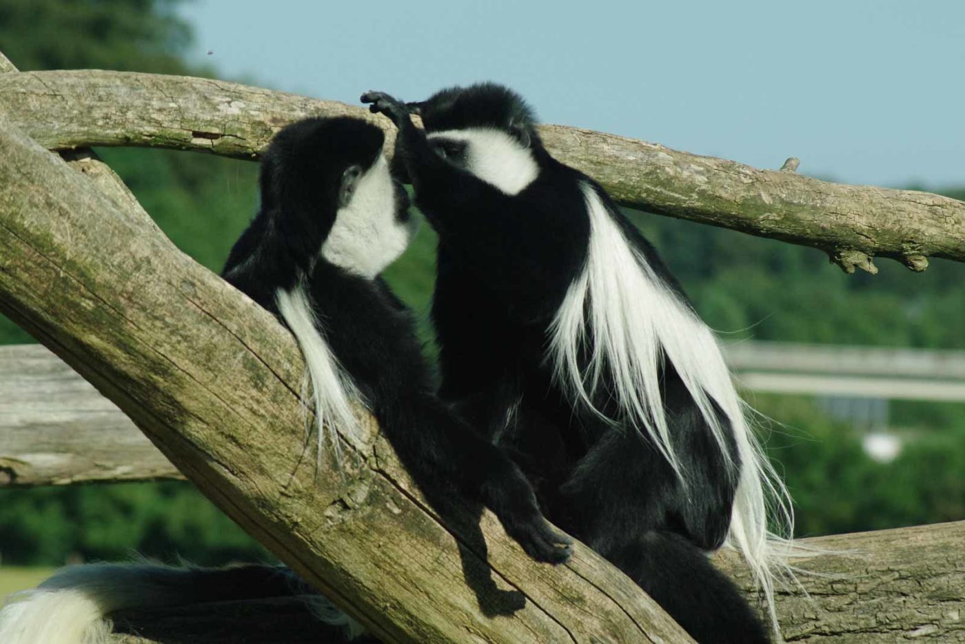 2016-08-17 - Zoo Osnabrück