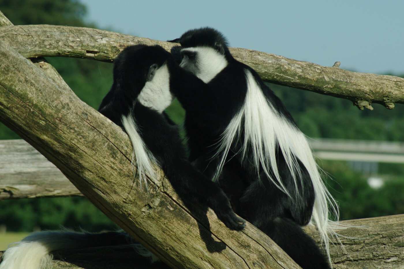 2016-08-17 - Zoo Osnabrück