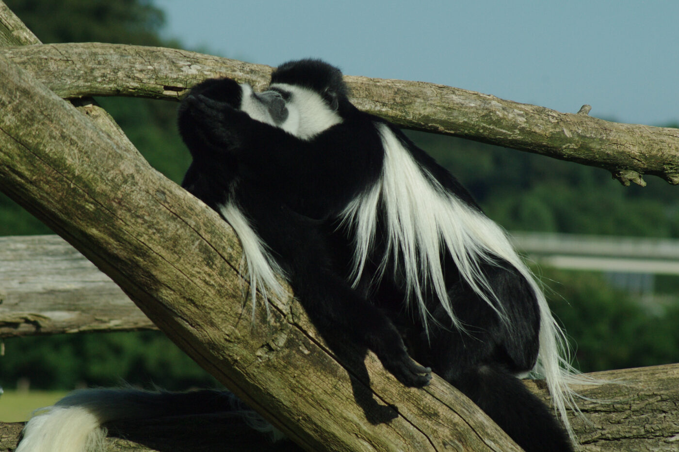 2016-08-17 - Zoo Osnabrück