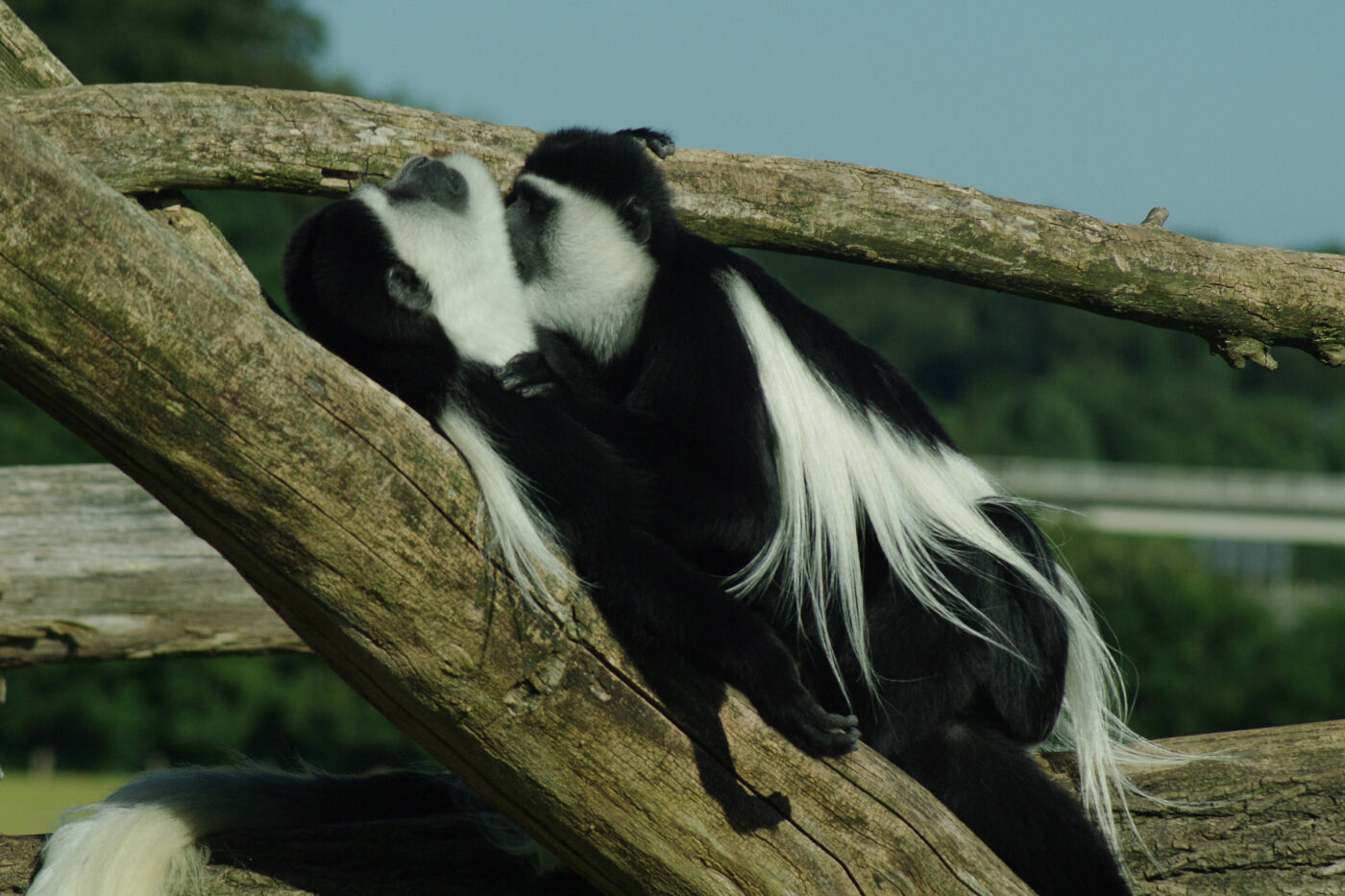 2016-08-17 - Zoo Osnabrück