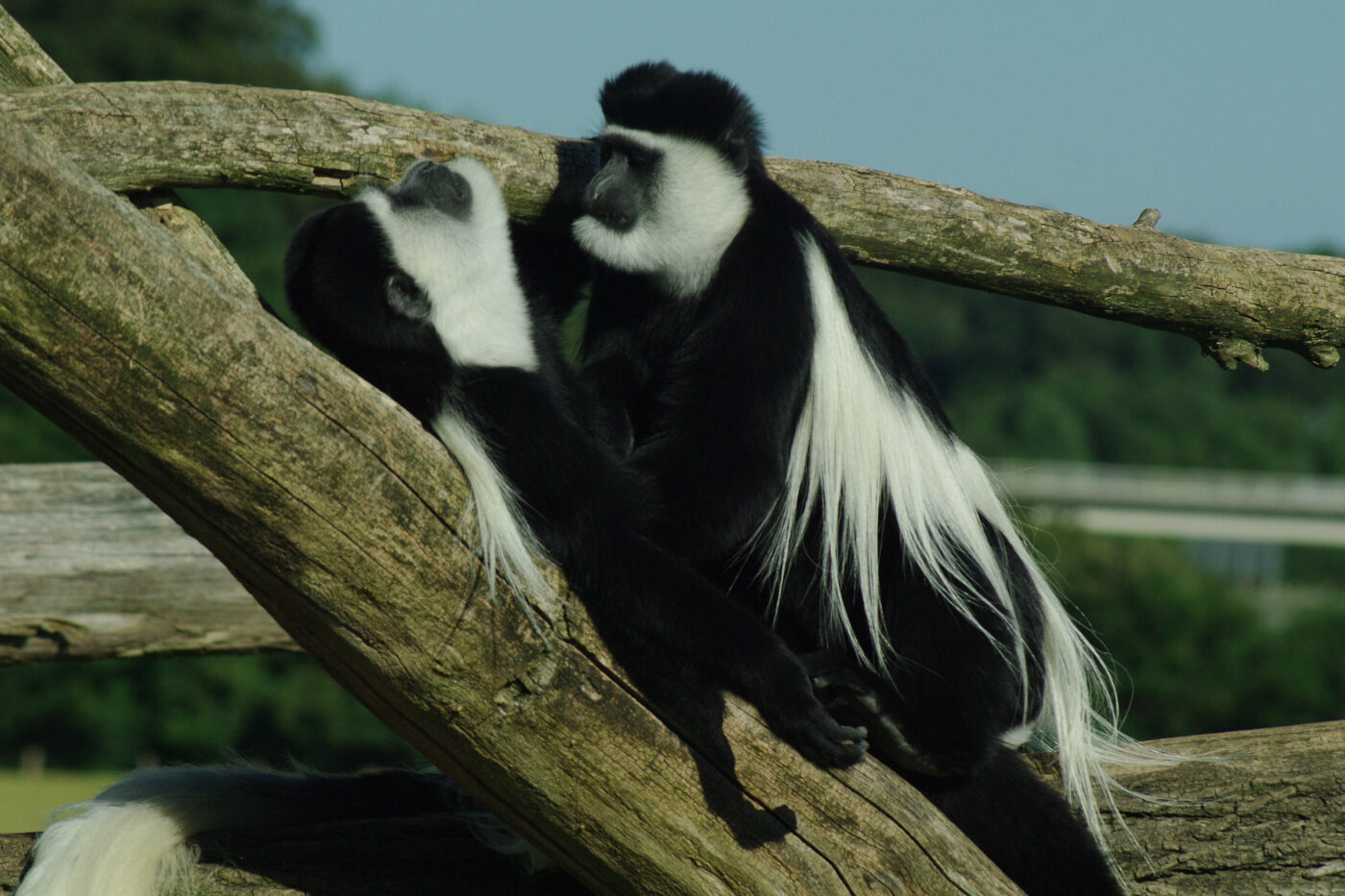 2016-08-17 - Zoo Osnabrück
