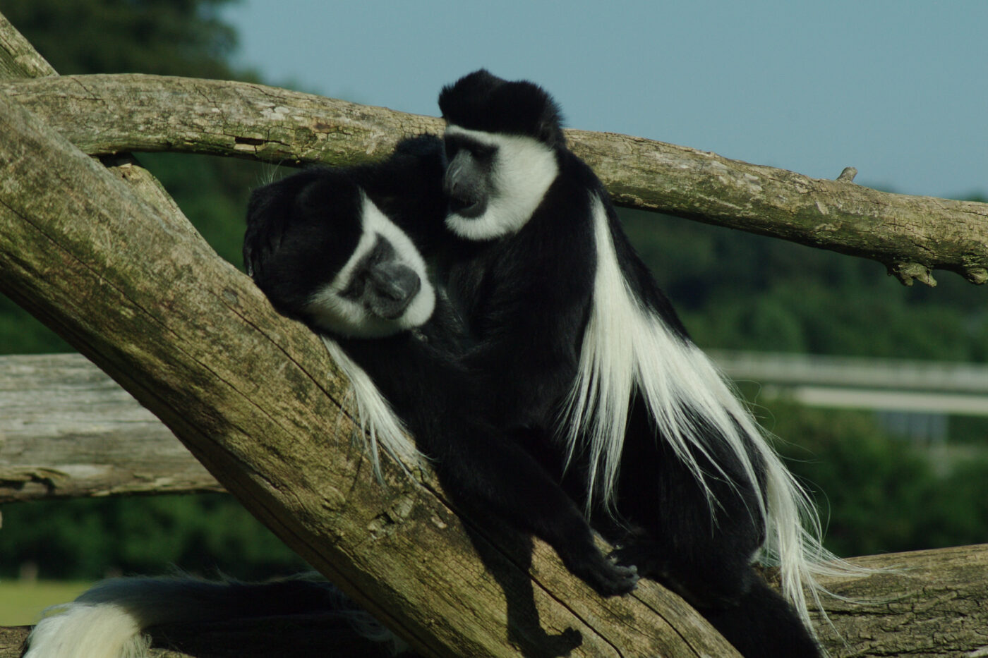 2016-08-17 - Zoo Osnabrück