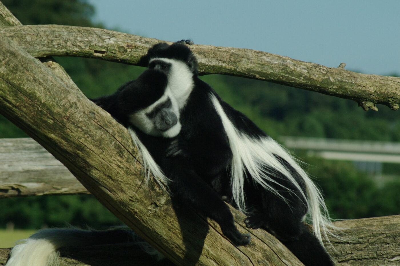 2016-08-17 - Zoo Osnabrück