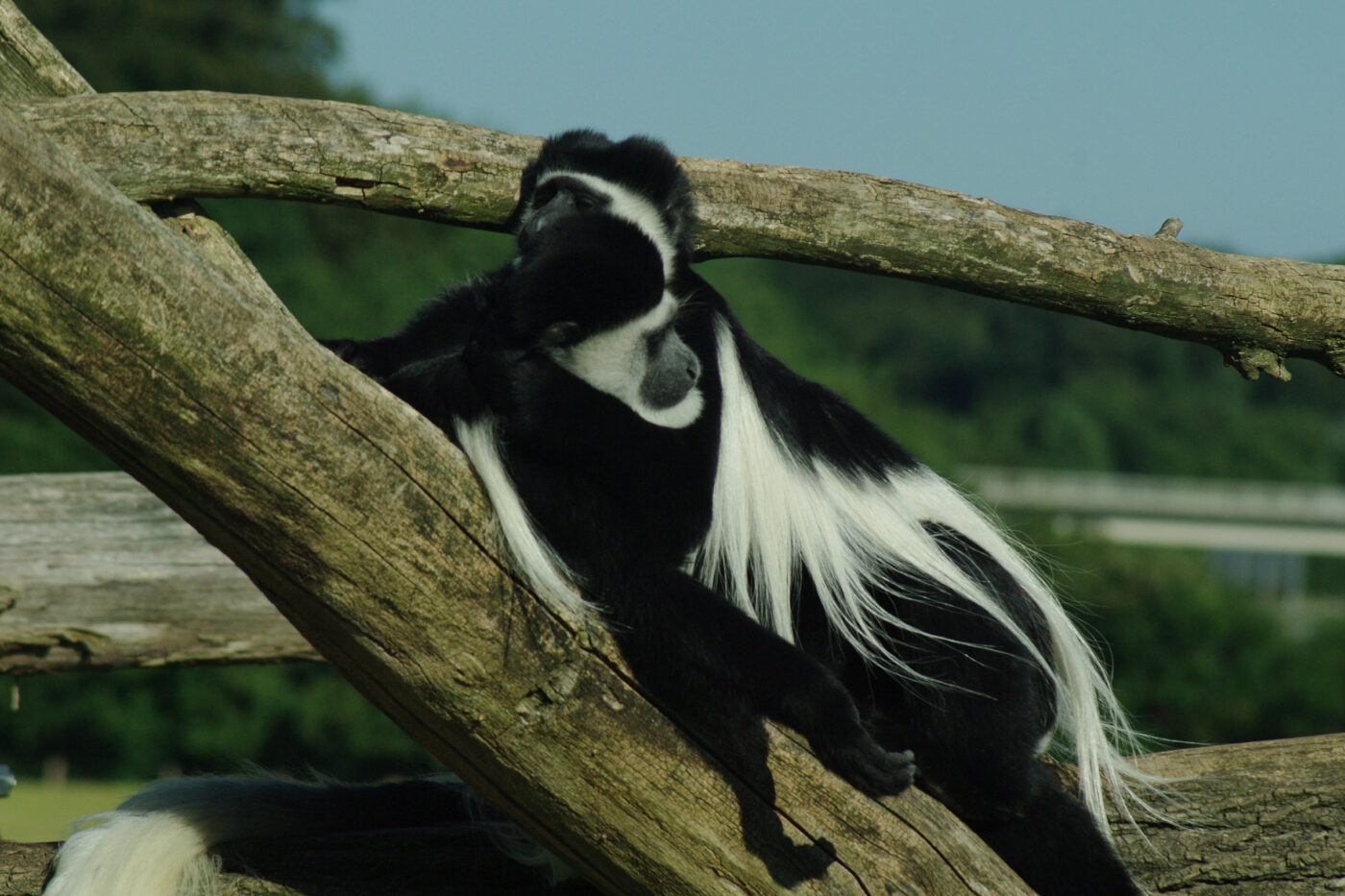 2016-08-17 - Zoo Osnabrück