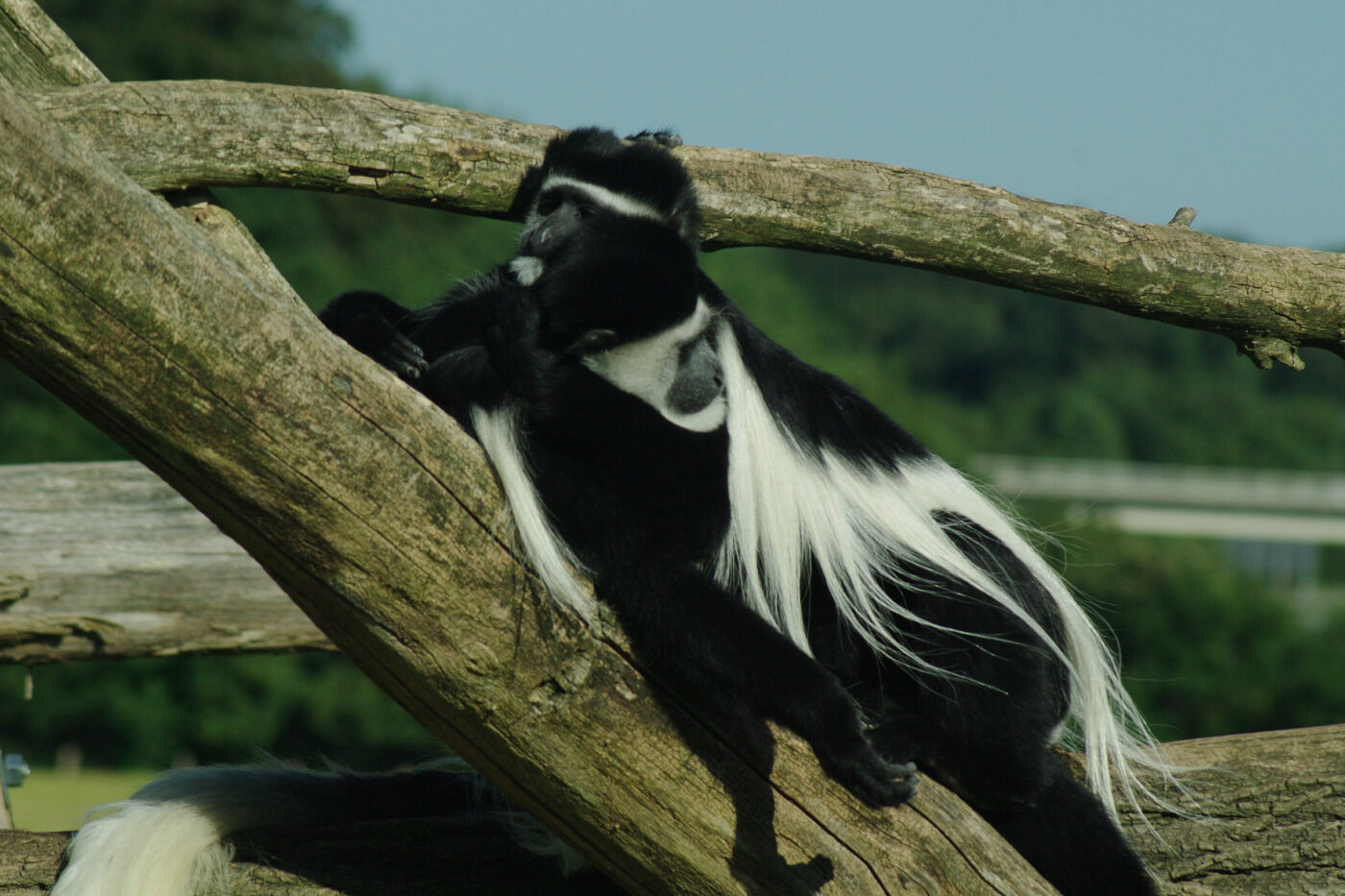 2016-08-17 - Zoo Osnabrück