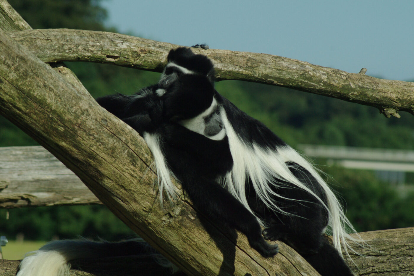 2016-08-17 - Zoo Osnabrück