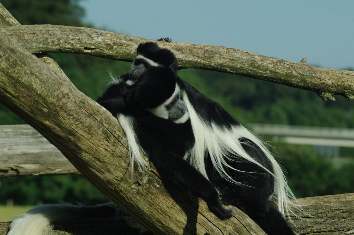 2016-08-17 - Zoo Osnabrück
