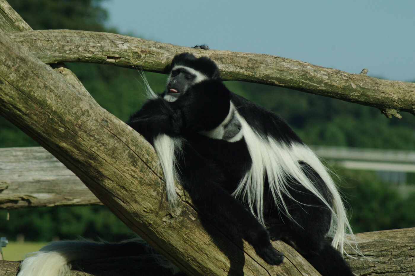2016-08-17 - Zoo Osnabrück