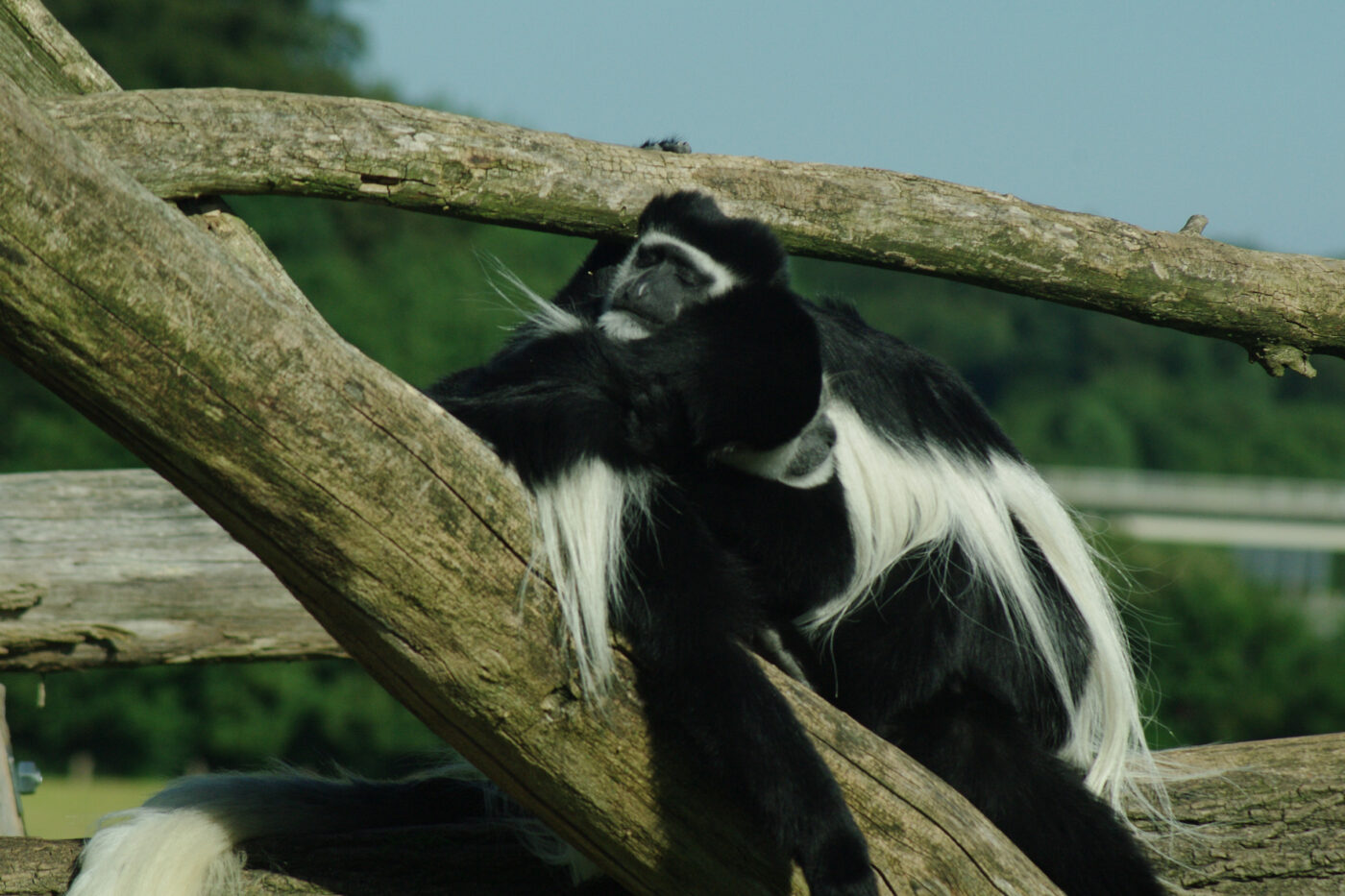 2016-08-17 - Zoo Osnabrück