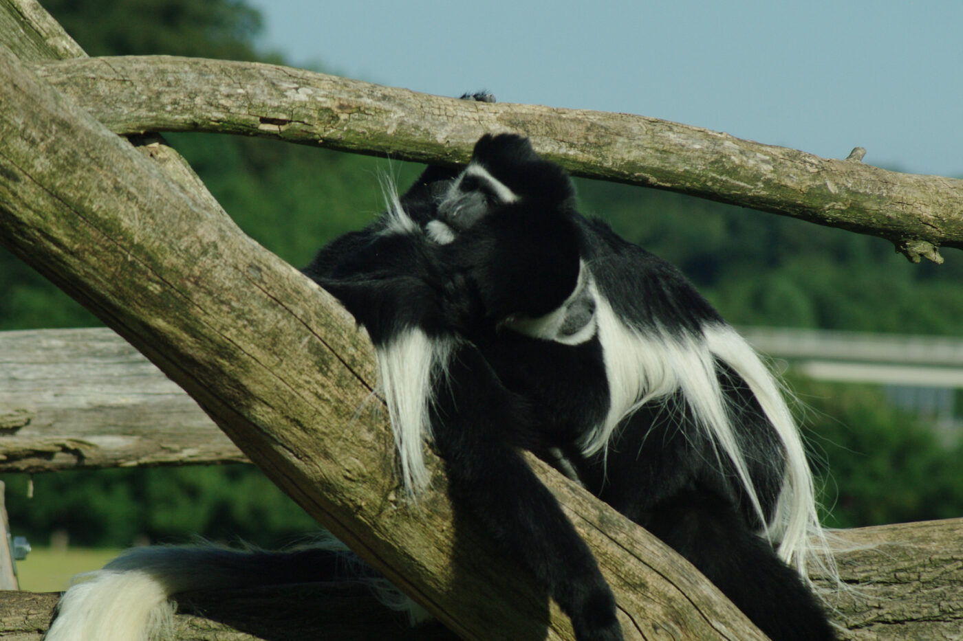 2016-08-17 - Zoo Osnabrück