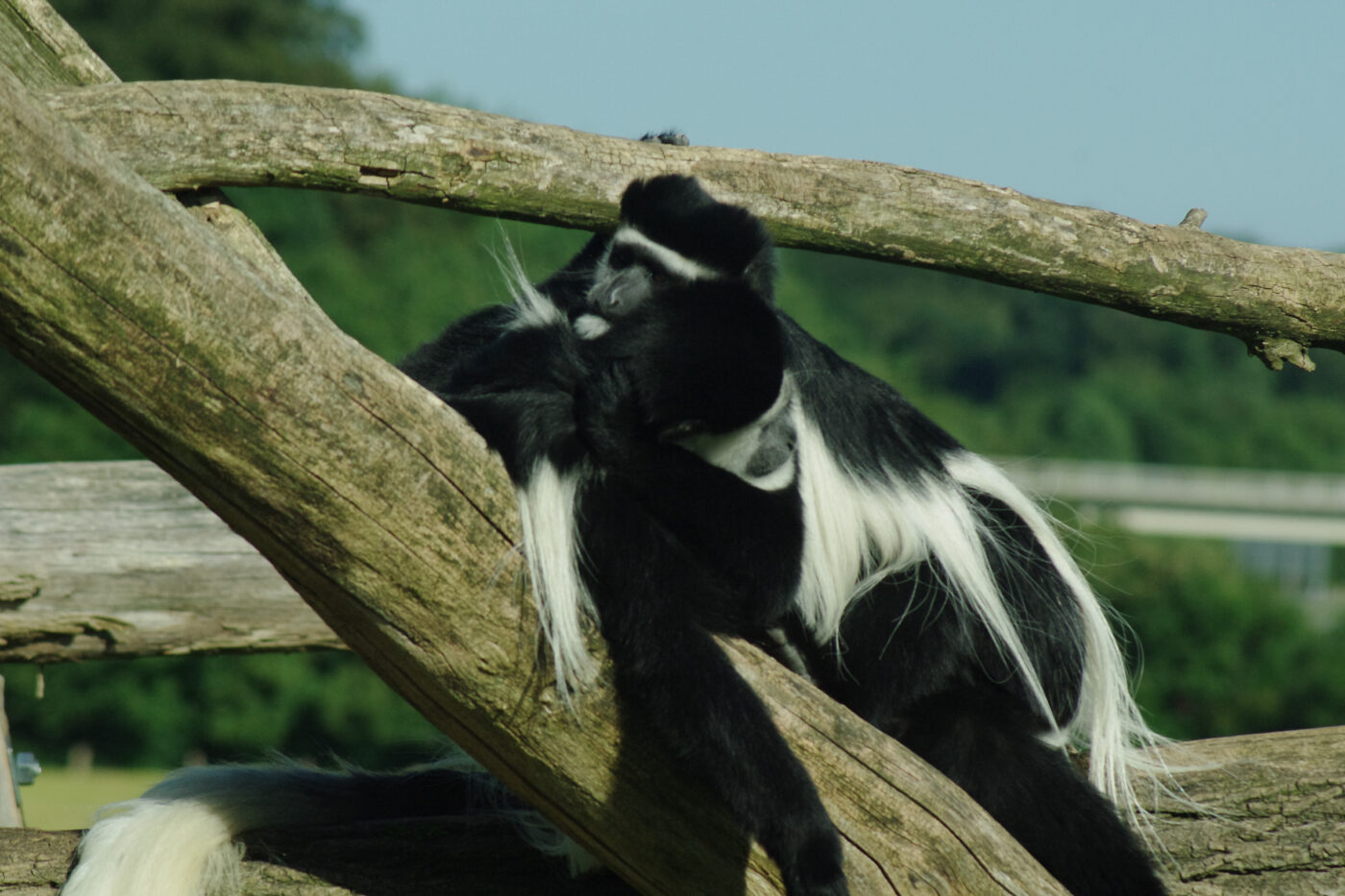 2016-08-17 - Zoo Osnabrück