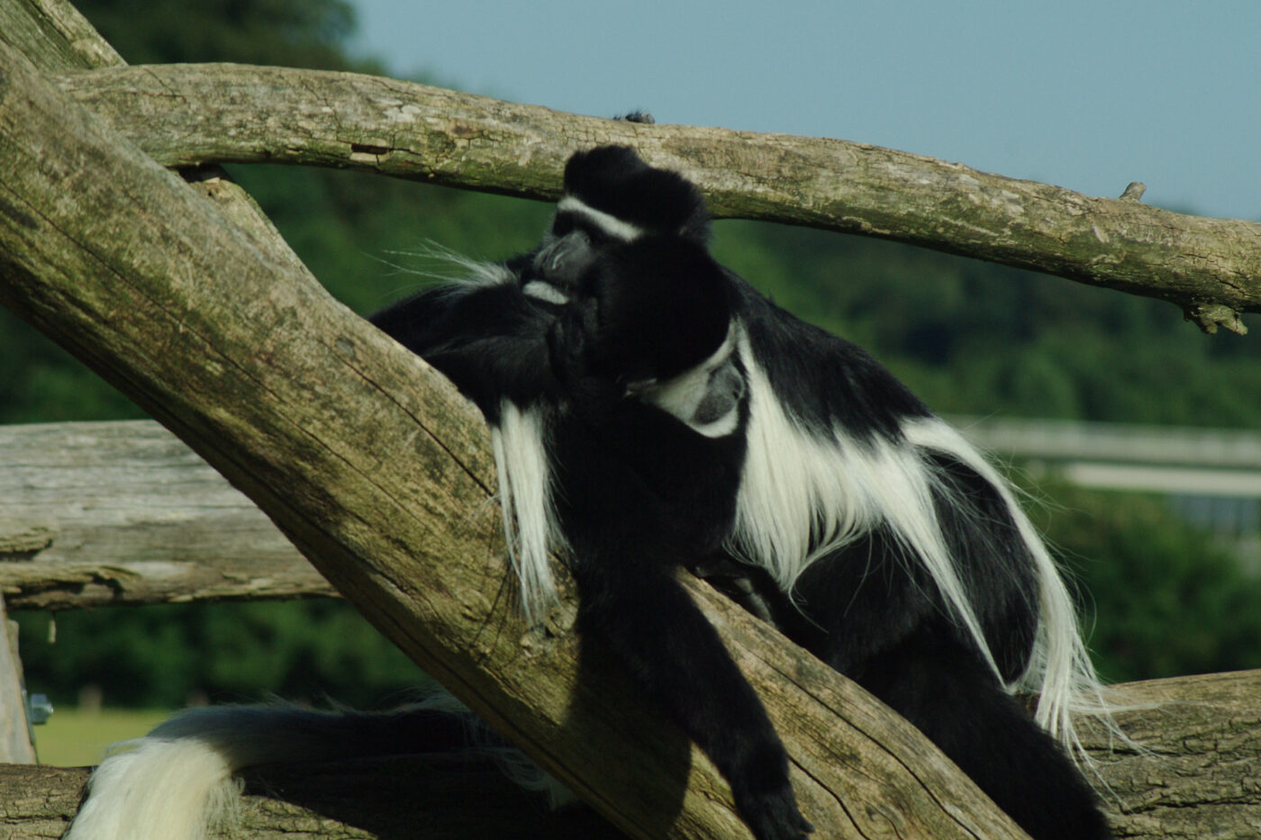 2016-08-17 - Zoo Osnabrück