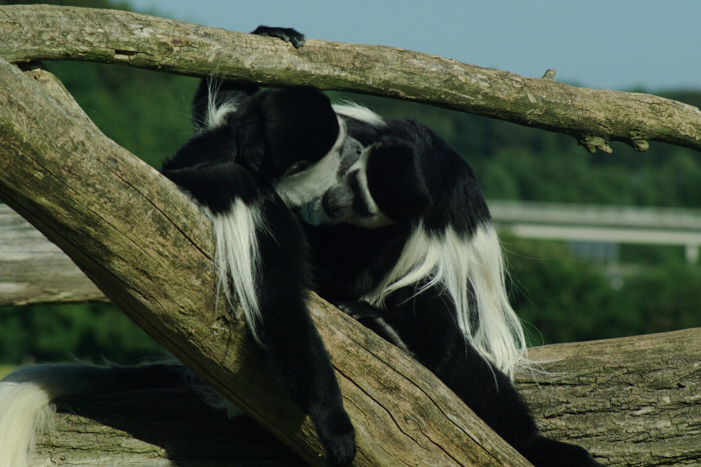 2016-08-17 - Zoo Osnabrück