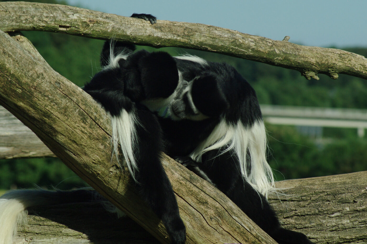 2016-08-17 - Zoo Osnabrück