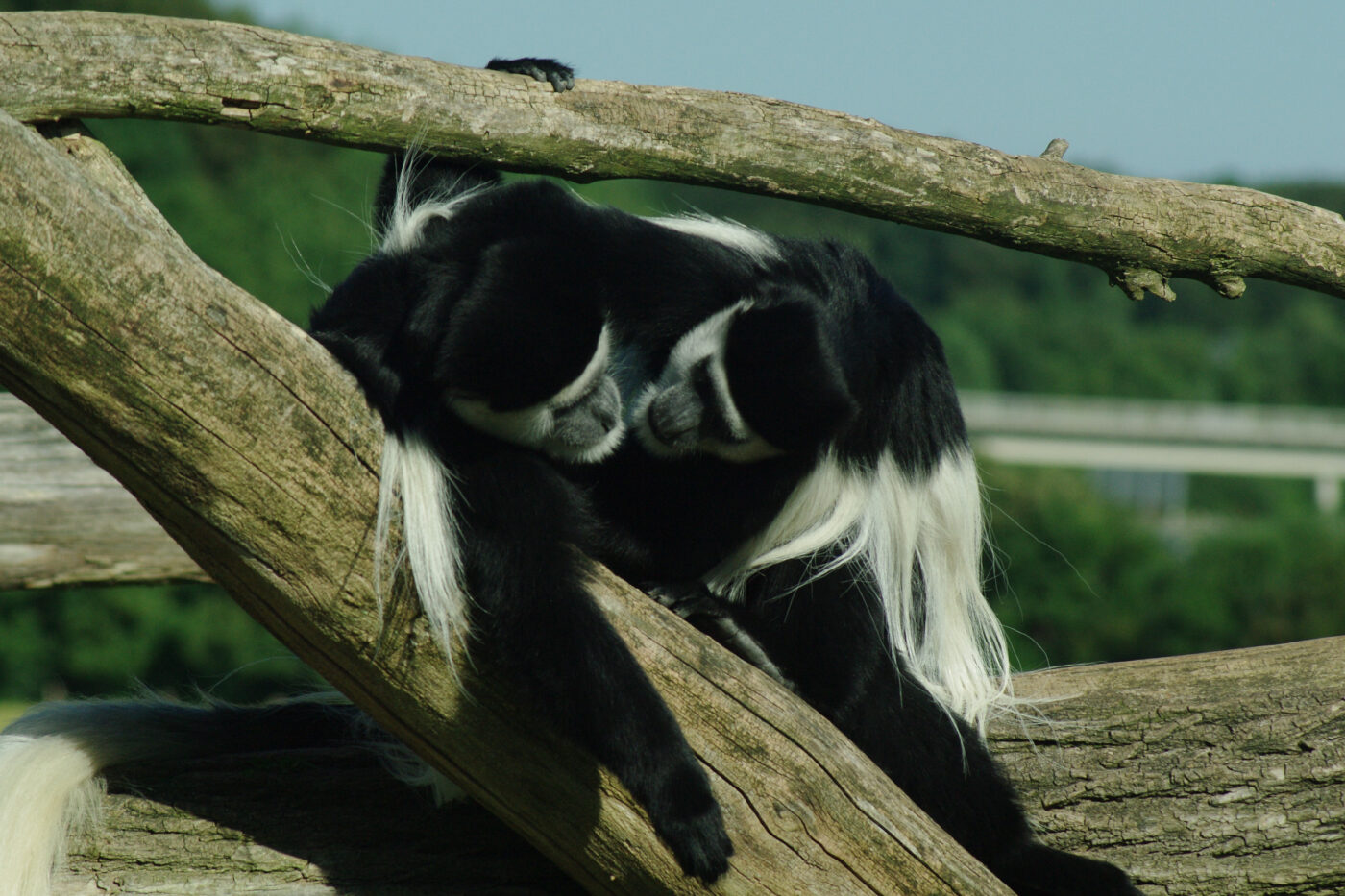 2016-08-17 - Zoo Osnabrück