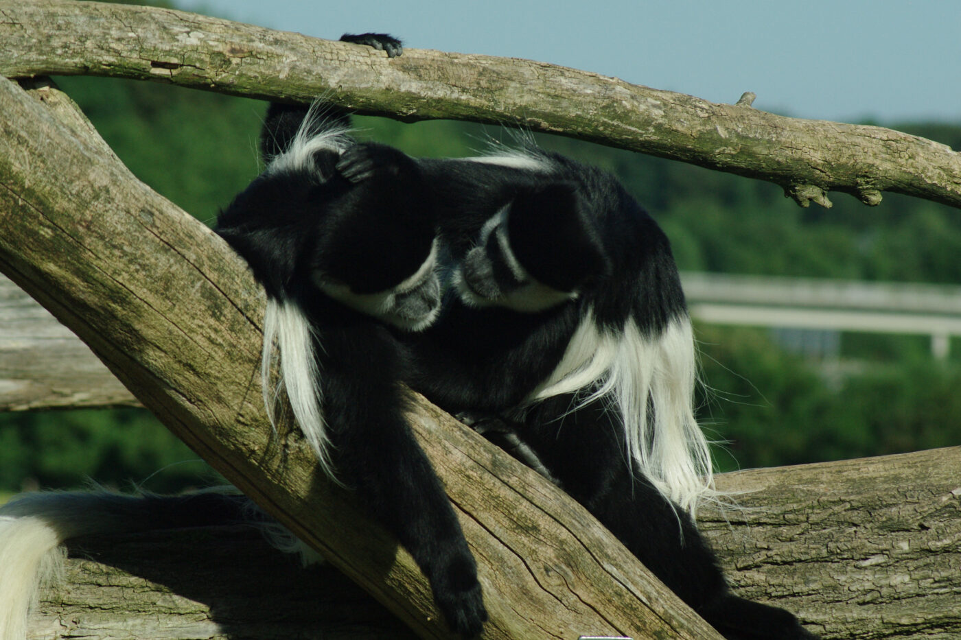 2016-08-17 - Zoo Osnabrück